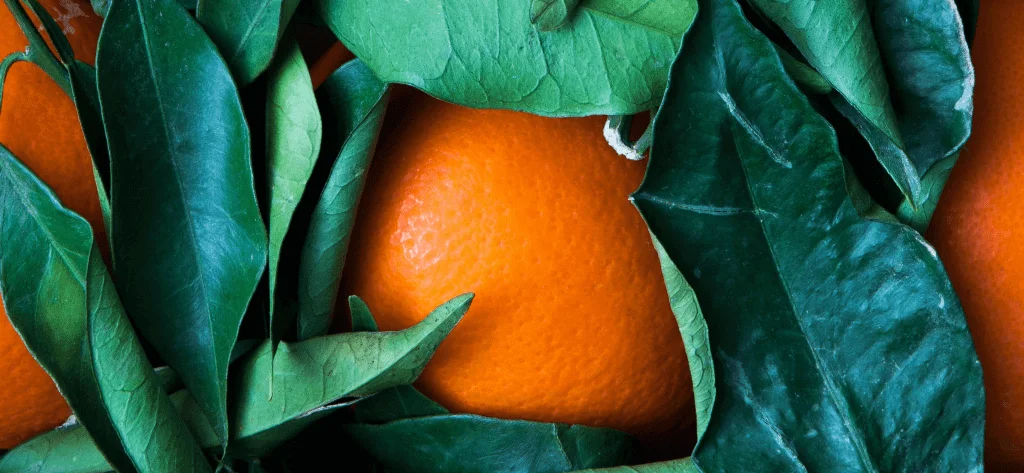 Application Background